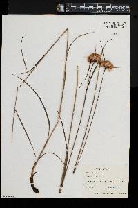 Eriophorum virginicum image