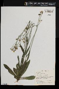 Hieracium piloselloides image