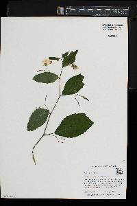 Impatiens pallida f. speciosa image