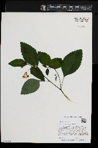 Impatiens pallida image