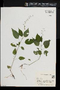 Circaea canadensis image