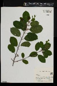 Frangula alnus image