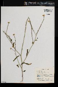 Rapistrum rugosum image