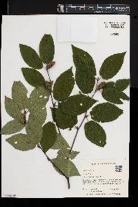 Betula lenta image