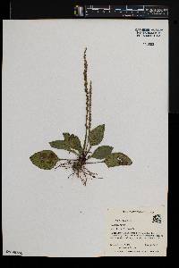 Plantago rugelii image