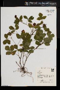 Rubus hispidus image