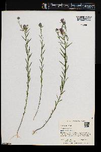 Polygala sanguinea image