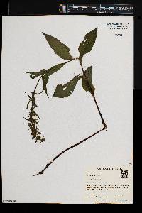 Epipactis helleborine image