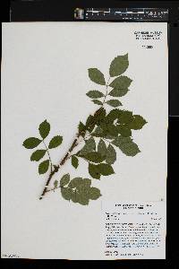 Rosa multiflora image