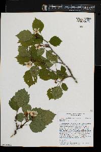 Crataegus scabrida image