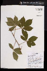 Rubus vermontanus image