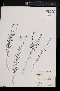 Polygala curtissii image