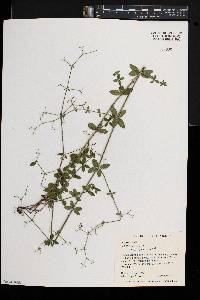 Galium pilosum image