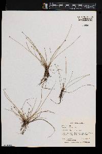 Eleocharis geniculata image