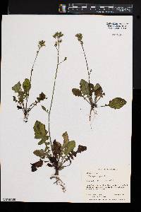 Youngia japonica image