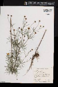 Coreopsis verticillata image