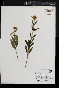 Hypericum prolificum image