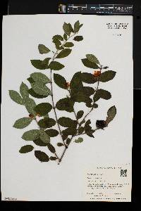 Lonicera morrowii image