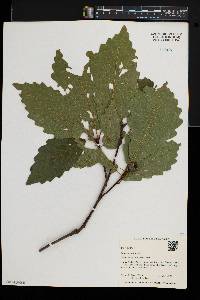 Quercus montana image