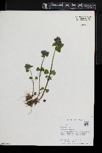 Lamium purpureum image