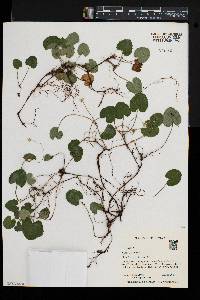 Rubus repens image