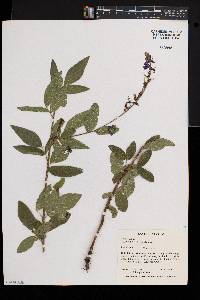 Desmodium canadense image