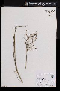 Juncus brachycephalus image