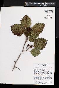 Crataegus coccinea image