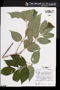 Fraxinus americana var. biltmoreana image