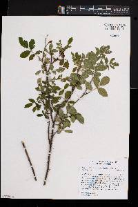 Rosa carolina subsp. subserrulata image