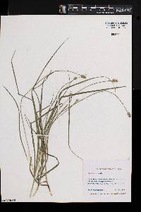 Carex leavenworthii image