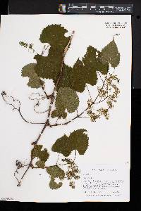 Vitis vulpina image