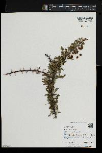 Berberis thunbergii image