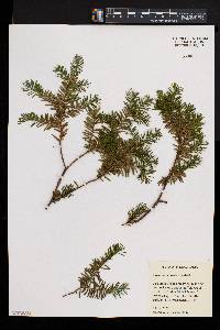 Taxus canadensis image