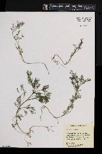 Fumaria officinalis image