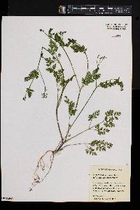 Chaerophyllum procumbens image