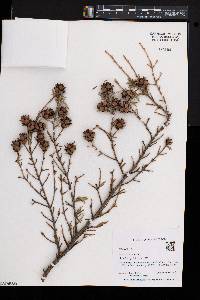 Tsuga heterophylla image