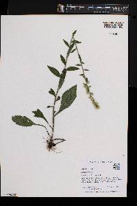 Solidago bicolor image