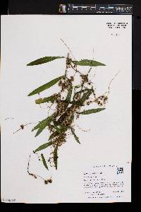 Cuscuta gronovii image