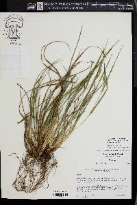 Carex acidicola image