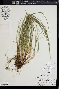 Carex acidicola image