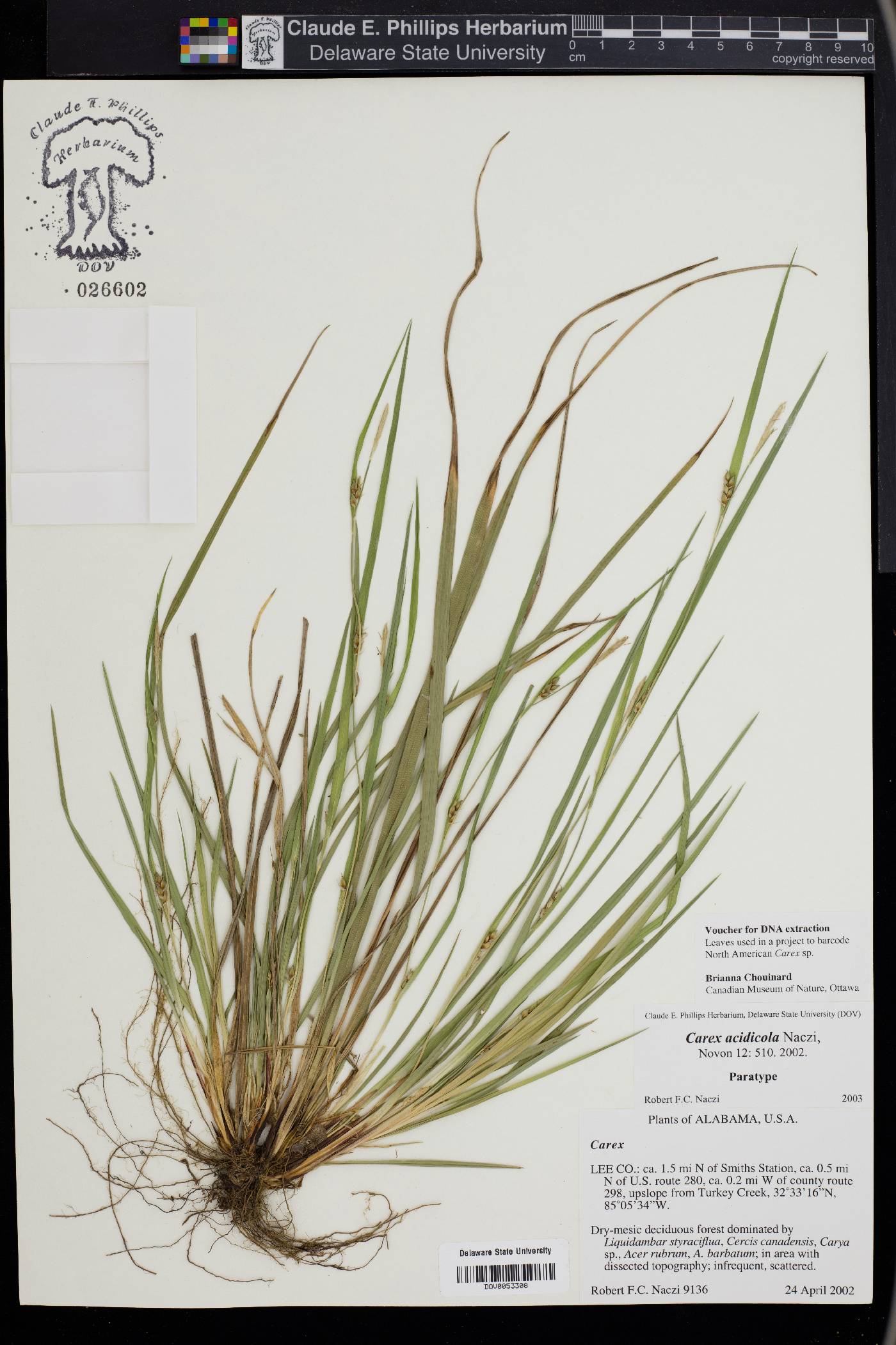 Carex acidicola image