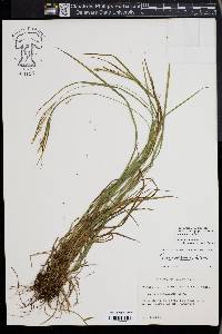 Carex aestivalis image