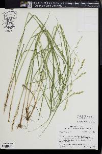 Carex albolutescens image