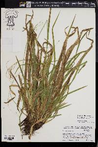 Carex arctata image