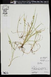 Carex aurea image