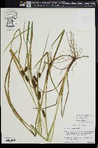 Carex aureolensis image