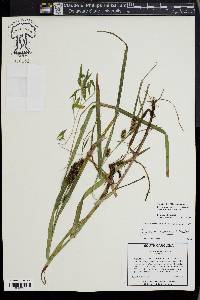 Carex aureolensis image