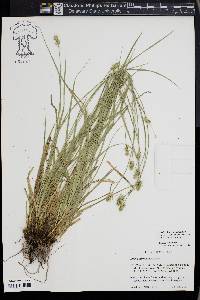 Carex austrina image