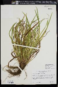 Carex austrocaroliniana image